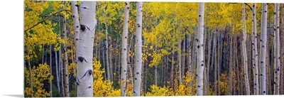 Aspen trees in a forest, Telluride, San Miguel County, Colorado