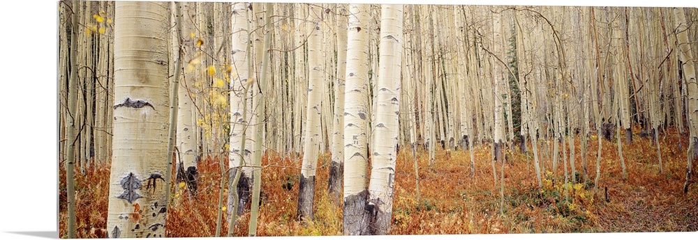 Landscape, large wall picture of a dense forest of white aspen trees in Aspen, Colorado.