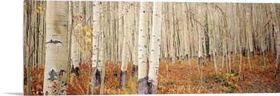 Aspen trees in the forest, Aspen, Colorado