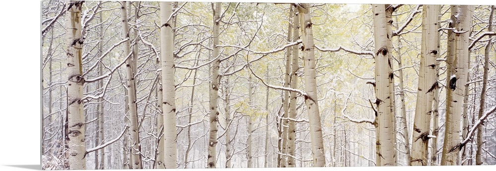 A wide landscape photograph of snow in a forest of aspen trees. The neutral color palette of the photo is contrasted by th...