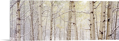 Autumn Aspens With Snow, CO