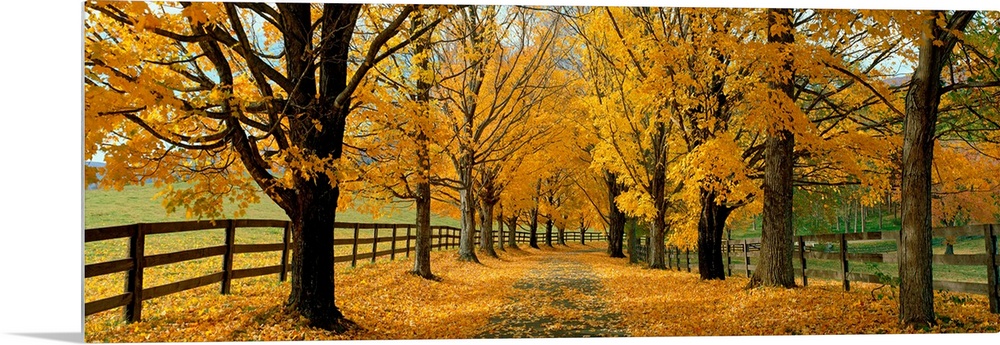 A winding paved path covered in fall leaves is lined on either side by foliage and a country fence in this large landscape...