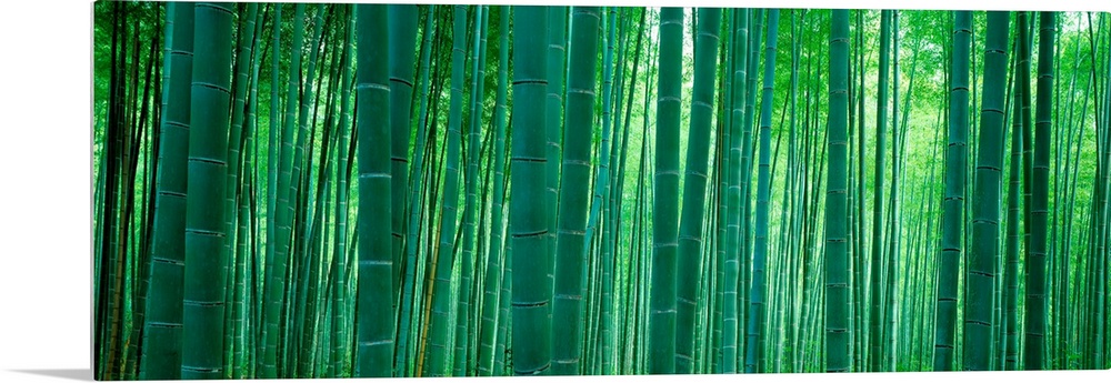 Panoramic wall art of vertical stalks of bamboo in a shaded forest.