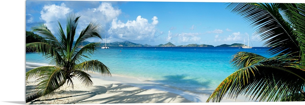 Wide panoramic photograph of windswept trees on a tropical beach with sail boats in the harbor.