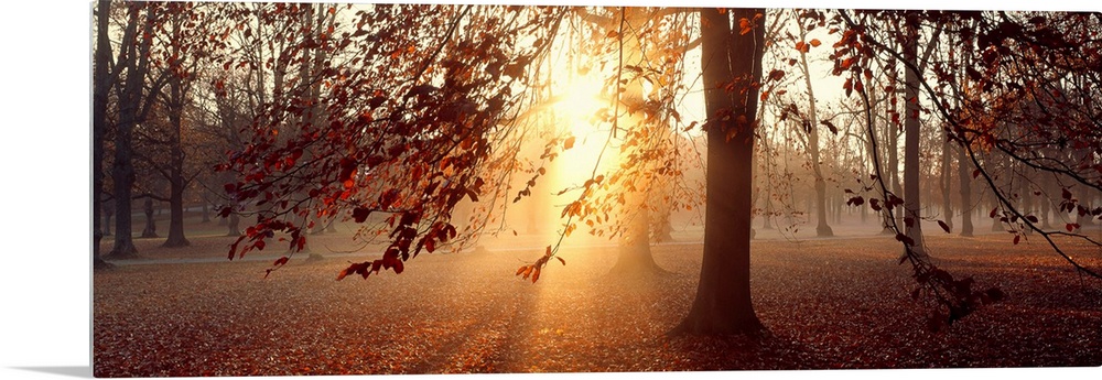 Panoramic photograph of beech trees being penetrated by the bright sun in the background of a forest in Uppland, Sweden.  ...