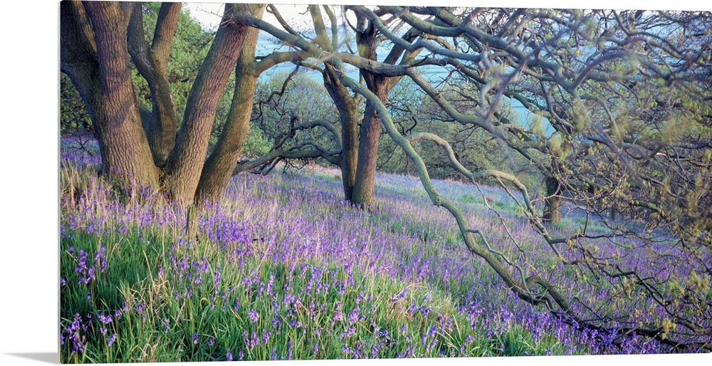 Panoramic photo of bluebell flowers sprinkled through the countryside in the midst of forked trees.