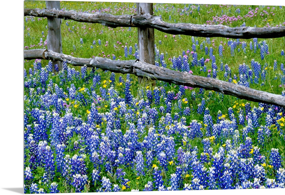 This wall art for the home or office is a landscape photograph of the bottom of the fence in a field of wild flowers.