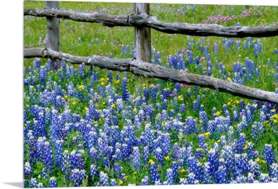 Bluebonnet flowers blooming around weathered wood fence, Texas