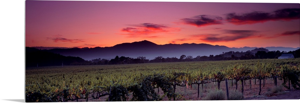 Panoramic photograph of a vineyard with mountains and a sunset in the background.