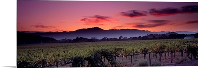 California, Napa Valley, vineyard