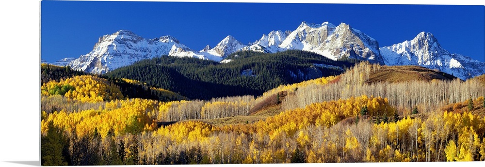 A panoramic photograph taken of the Rocky Mountains in Colorado.  The bright trees in the foreground contrast greatly with...