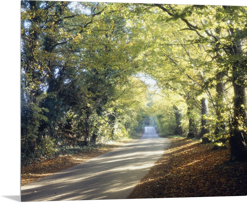 Photograph of paved walkway going into the distance.  The walkway is lined with huge trees covered in leaves with the sun ...