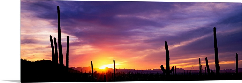 Panoramic photograph shows a bare wilderness filled with the silhouettes of scattered cactus plants.  The vibrant glow of ...