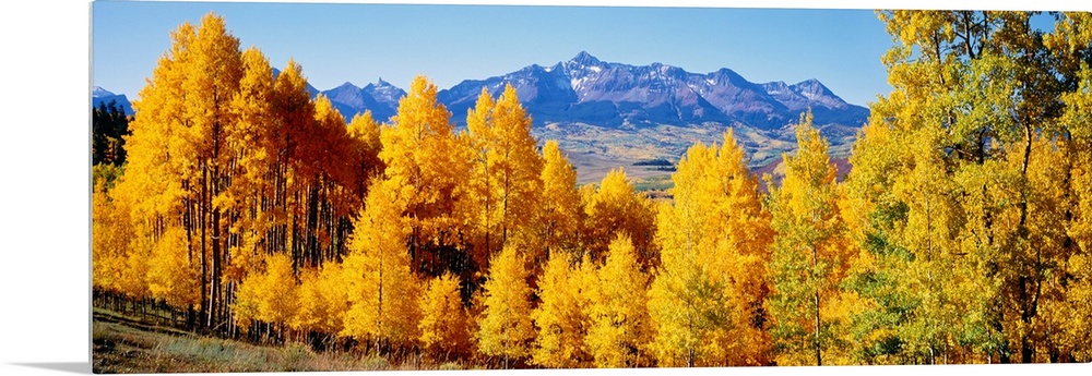 Panoramic photograph shows a brightly colored dense woodland with a backdrop of a large mountain range in the far distance.