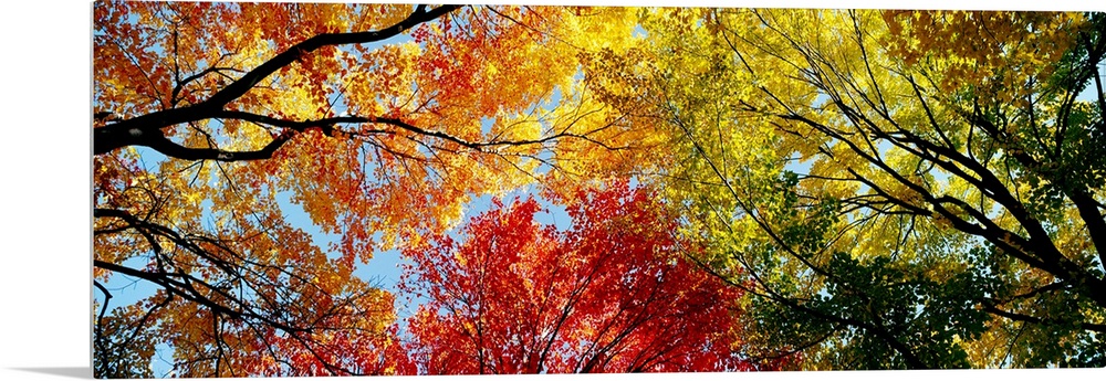 A wide panoramic photograph looking up into a canopy of leaves in autumn.