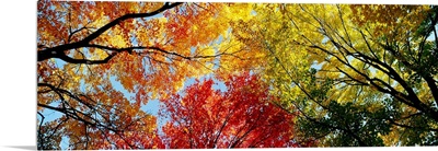 Fall Foliage