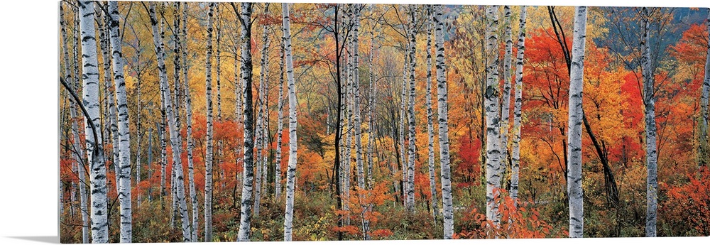 Panoramic photograph of trees in autumn.  Some tree have completely bare branches while others are fully covered in fall f...