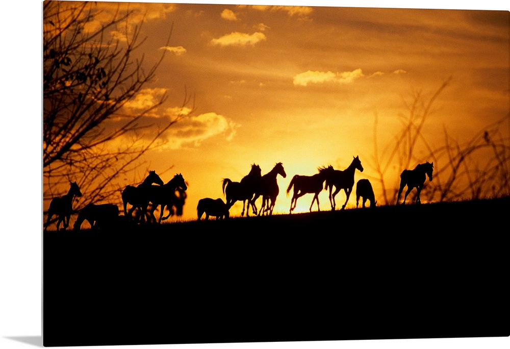 Large wall art of the silhouettes of horses running contrasted against a warm sunset.