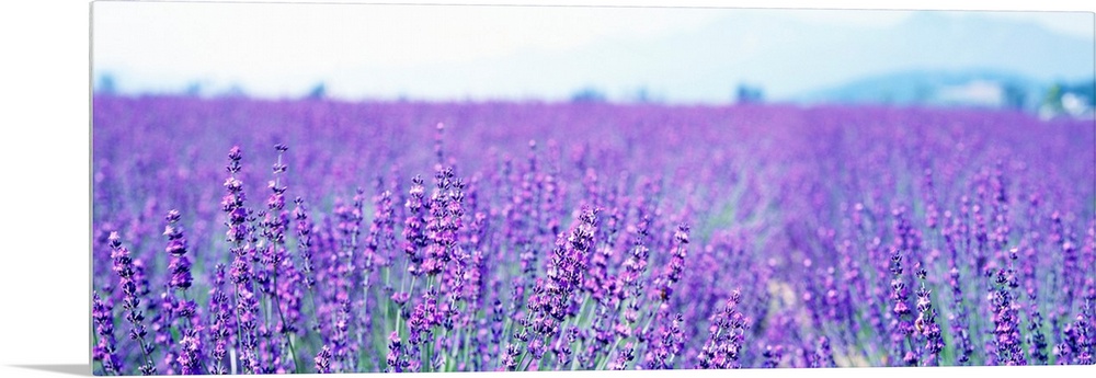 Large panoramic photo on canvas of a field of lavender flowers with a mountain in the background.