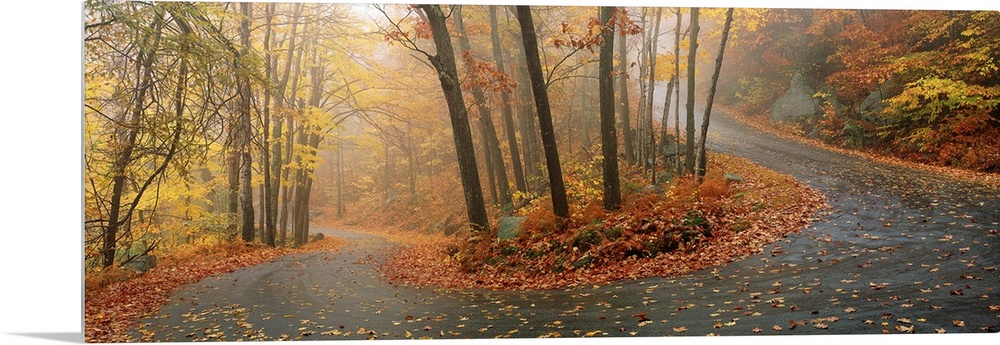 A big panoramic wall hanging of a winding road through a New England forest in autumn.