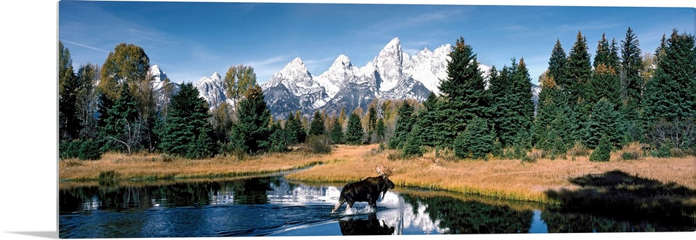 A panoramic canvas of a moose wadding through a pond in Wyoming with the famous peaks of the Teton Range in the background.