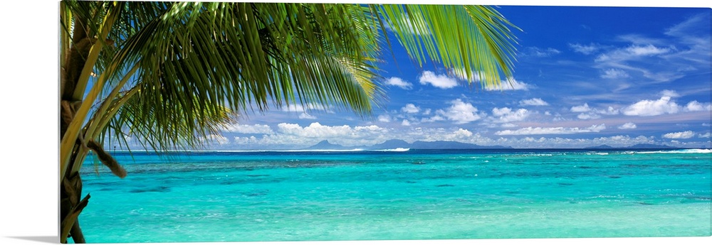 Panoramic photograph of a large palm tree waving over crystal clear ocean water under a bright blue sky.