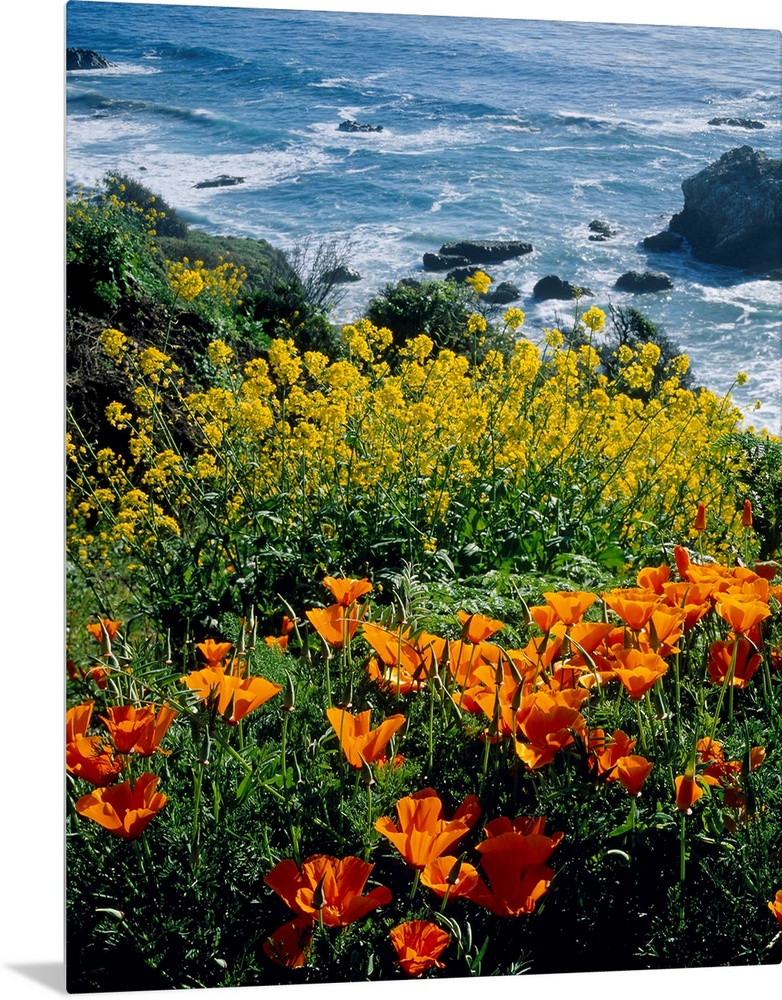 Vertical photograph of florals growing on the top of a cliff overlooking the sea.