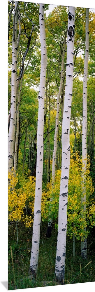 Panoramic photograph shows a dense forest filled with aspen trees within the Rocky Mountains.