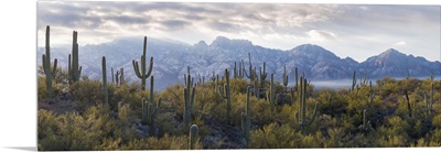 Saguaro Cactus, Santa Catalina Mountains, Honey Bee Canyon Park, Tucson, Arizona