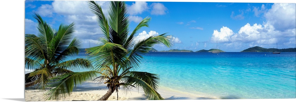 A panoramic photograph of a couple palm trees sitting on the Salomon Beach in the Virgin Islands.  The mountains in the ba...