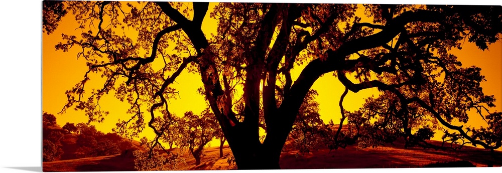 A dramatic panoramic photo where the twisting branches of an ancient tree are juxtaposed against a sky at sunset.