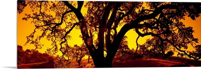 Silhouette of Coast Live Oak trees (Quercus agrifolia), California
