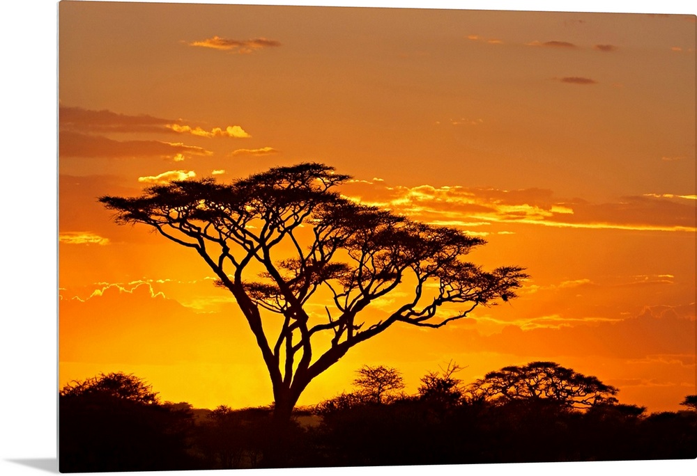 A dark tree stands out from the African savannah as the sun sets behind it and outlines the clouds in the sky.