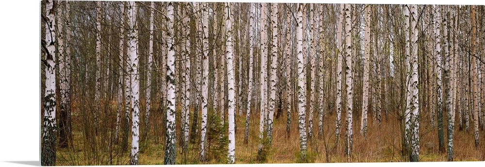 Wall art photograph of a forest dense with birch trees on a panoramic, landscape canvas.