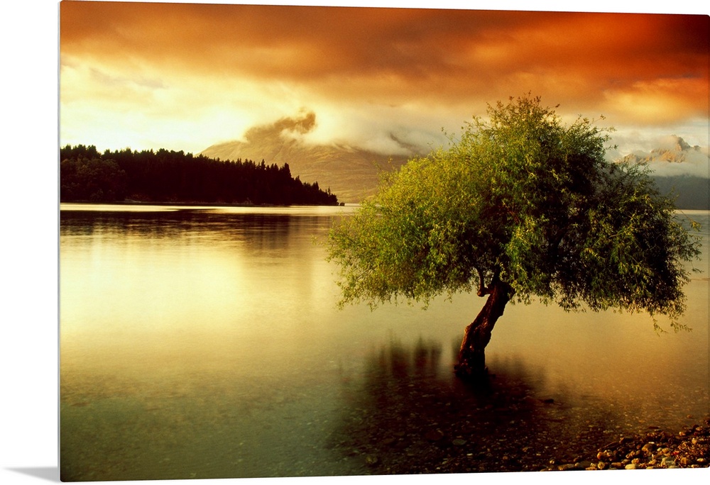 A lone tree growing out of a lake during a dramatic sunset. This big landscape canvas has dark shadows and vividly colored...