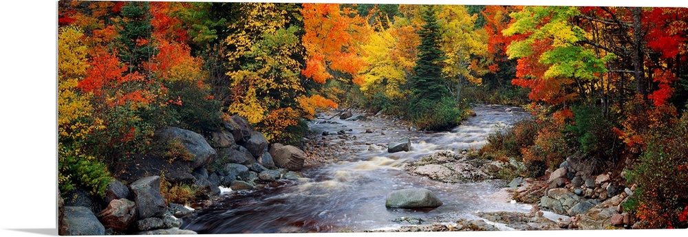 Big, panoramic, photographic wall hanging of a stream with large rocks, flowing through a bright forest of fall foliage in...