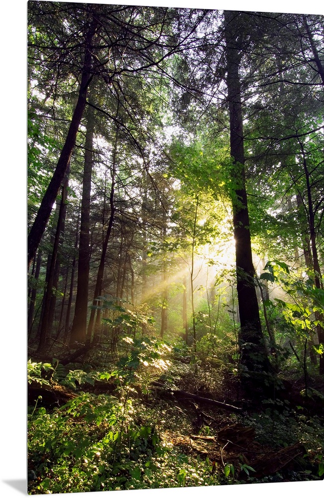 Light shines through gaps in the summer foliage to illuminate the forest floor in this vertical landscape photograph.