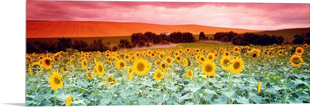 A panoramic photograph of a field of flowers and farmland in the distance on an overcast day.