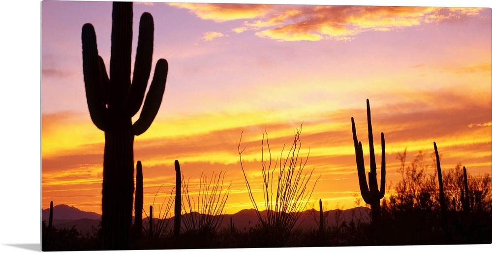 Cacti silhouetted against the evening sky and clouds.