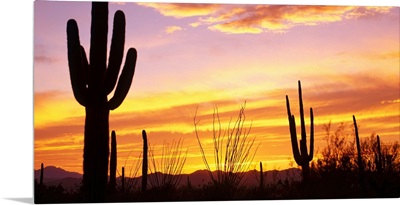 Sunset Saguaro Cactus Saguaro National Park AZ