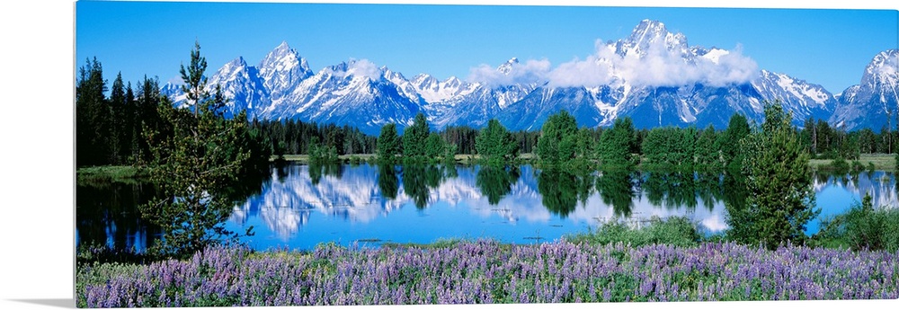 This panoramic landscape photograph shows wildflowers growing around a lake that reflects the trees and snowcapped mountai...