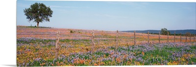Texas Bluebonnets and Indian Paintbrushes in a field, Texas Hill Country, Texas