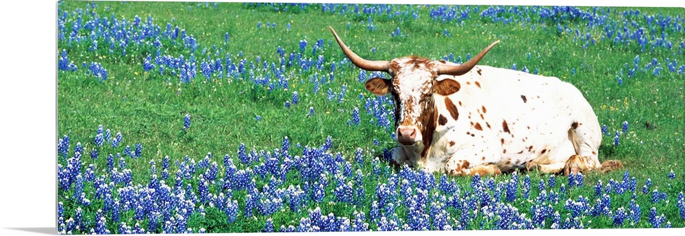 A steer sitting in a field of bluebonnet flowers in a panoramic photograph.