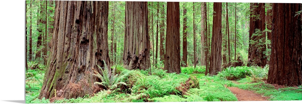 Panoramic photograph of enormous, thick trees and underbrush on the Avenue Of The Giants in Founders Grove, California (CA...