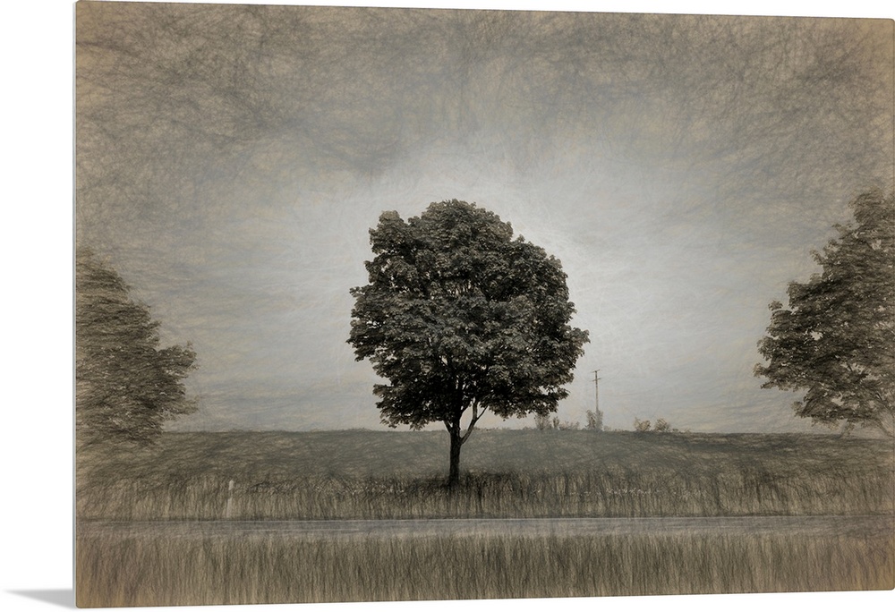 Tree with rape field in springtime