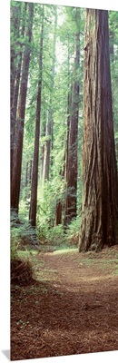Trees Redwood St Park Humbolt Co CA
