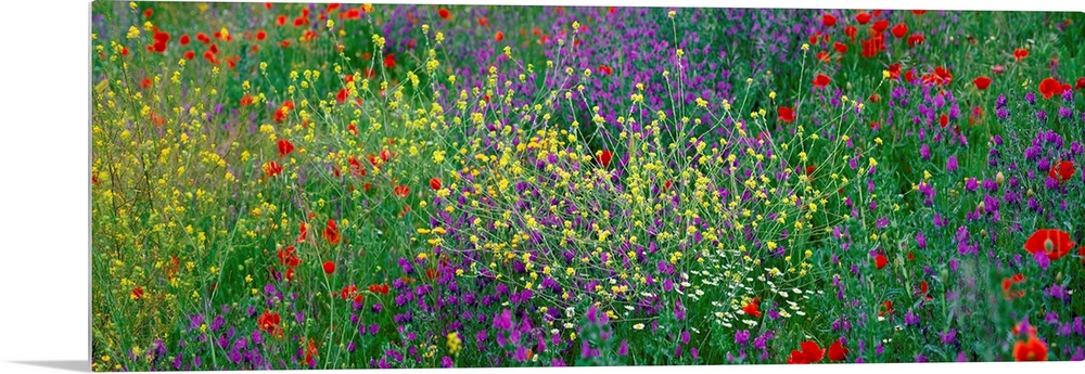 Panoramic photograph of meadow of brightly colored flowers and tall grass