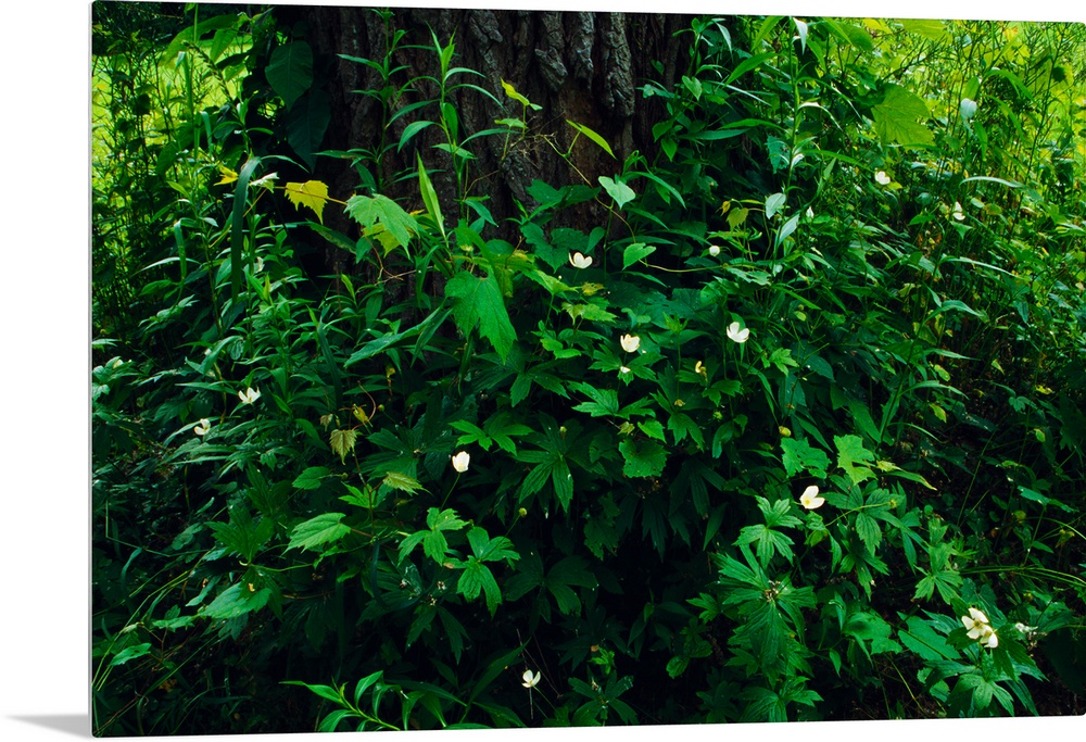 Wood anemone flowers (Anemone quinquefolia) blooming around tree trunk, New York