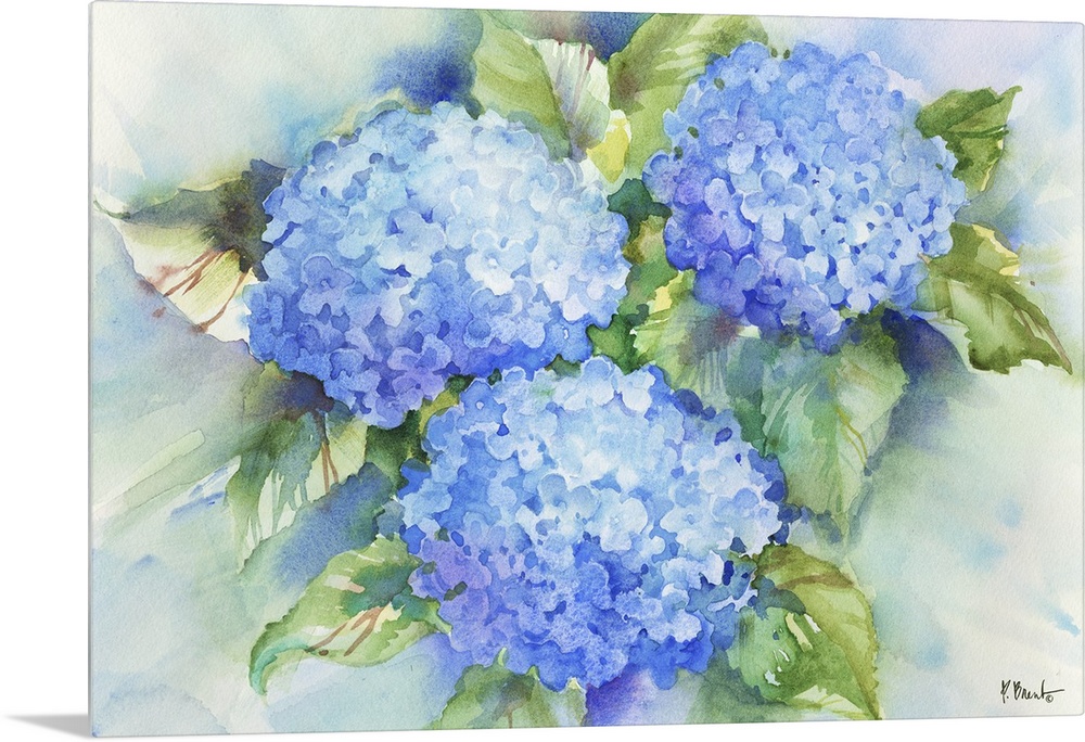 Large watercolor painting of blue hydrangeas.