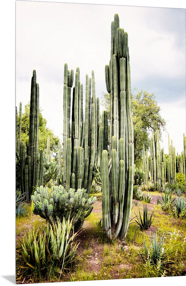 Landscape photograph of a cardon cactus amongst other cacti. From the Viva Mexico Collection.